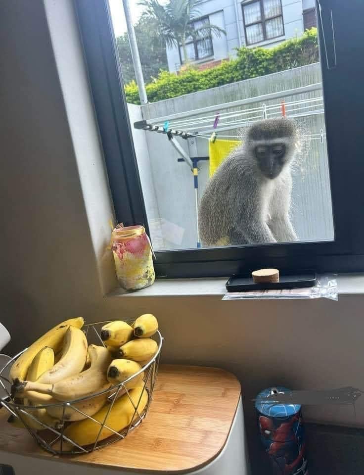 hungry monkey