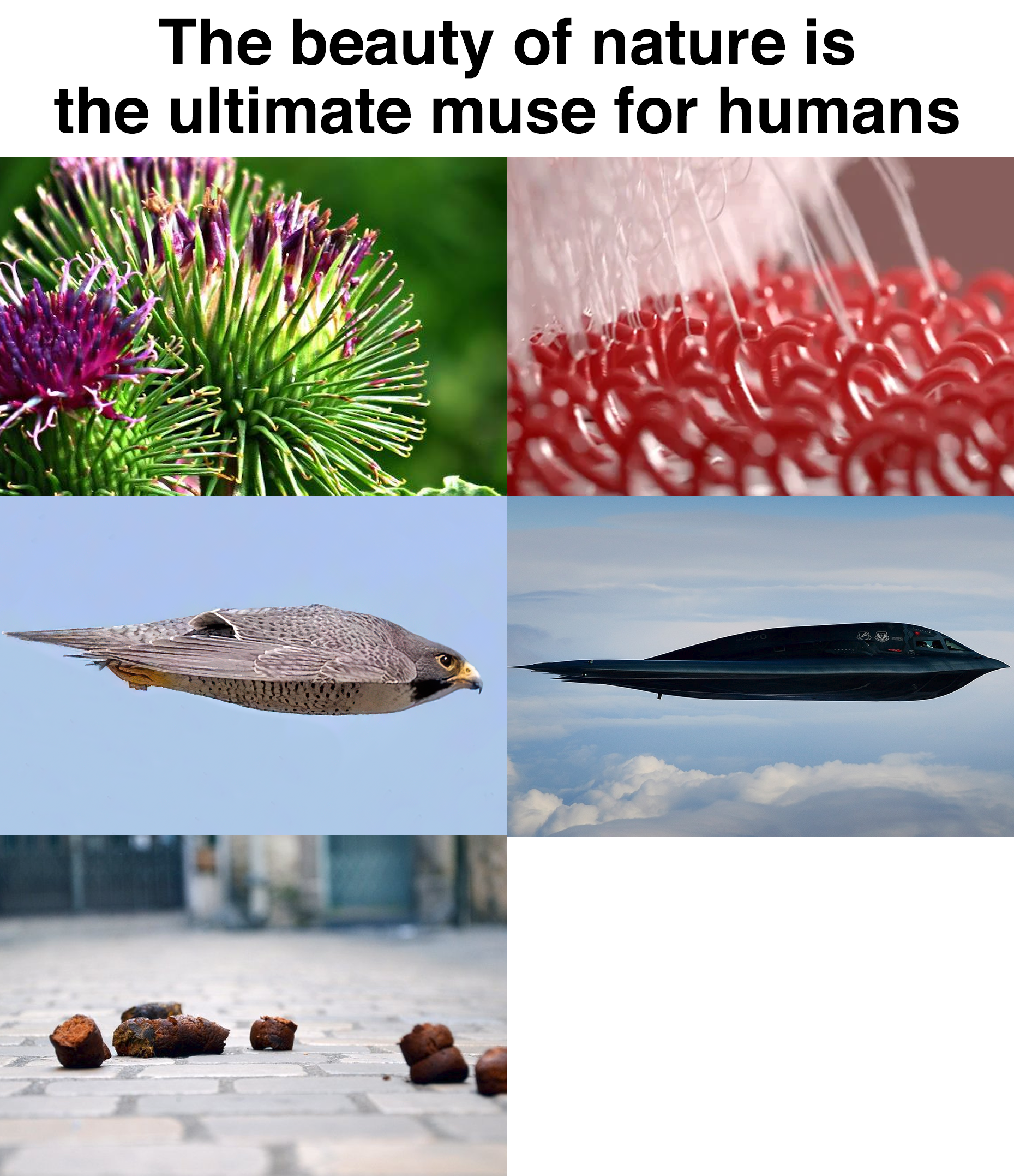 natures beauty